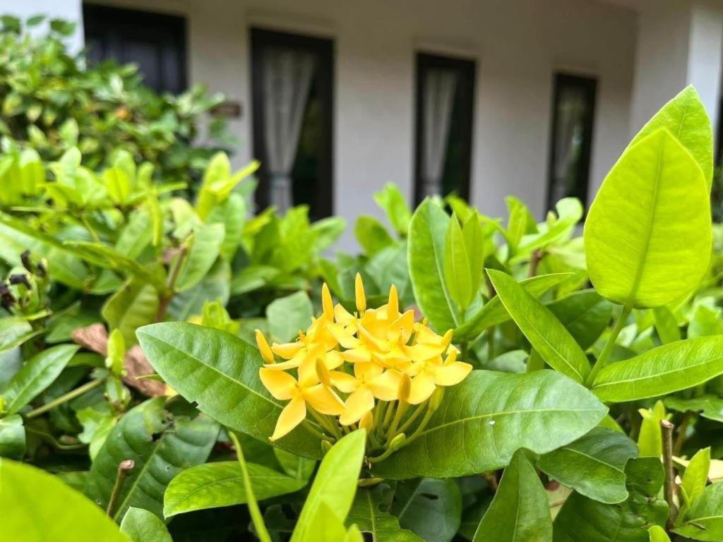 Baan Chuengkao Resort Ранонг Экстерьер фото